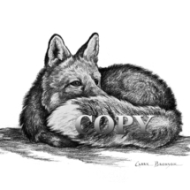 red fox, lying down, tail over nose, picture, art, pencil, sketch, clark bronson black-and-white illustration