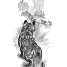 pencil drawing, illustration, red fox, hounds, clark bronson black-and-white, art, picture, illustration