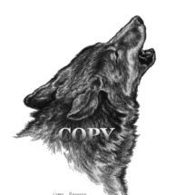 drawing, picture, wolf head, pencil sketch, howling, clark bronson, illustration