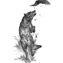 wolf, pheasant, pencil, illustration, drawing, sketch, picture, clark bronson 