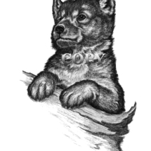 pencil sketch, drawing, gray wolf, pup, head, clark bronson, picture, painting