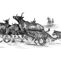 pencil drawing, black-and-white scene, red wolves, cattle, cowboys, clark bronson, picture, art, illustration, 