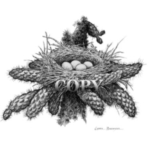 roadrunner, picture, pencil sketch, drawing, black-and-white , cactus nest, roadrunner eggs, clark bronson, desert cactus