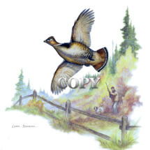 ruffed grouse, art, picture, watercolor, painting, flying, hunter, clark bronson