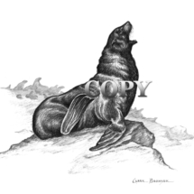 california sea lion bull, pencil drawing, art, sketch, picture, painting, clark bronson