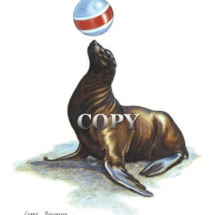 california seal balancing ball, watercolor, clark bronson