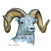 sheep dall, ram, bust, horns, vignette, watercolor, picture, painting, clark bronson