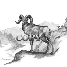 picture, rocky mountain, bighorn sheep, ram, pencil sketch, drawing, art, scene, clark bronson 