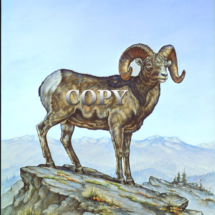 rocky mountain, bighorn ram, sheep, rocky ridge clark bronson watercolor