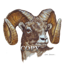 bighorn sheep, ram bust, clark bronson watercolor, painting, picture, curled horns, illustration