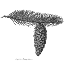 spruce, pine tree, cone, pencil drawing, illustration, sketch, art, picture, clark bronson 