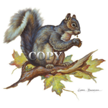 gray squirrel eating, nut, watercolor, art, painting, illustration, picture, clark bronson 