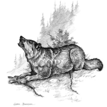 gray timber wolf, trap, pencil drawing, sketch, illustration , picture, art, clark bronson 