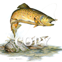 german brown trout, jumping, fish, art, watercolor, painting, picture, clark bronson