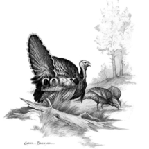 turkey, tom gobbler, strutting, pencil drawing, illustration, picture, sketch, art, clark bronson