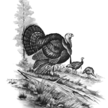 turkey, tom, strutting, wild male gobbler, hens, pencil drawing, sketch, illustration, clark bronson, picture, art 