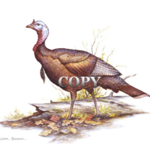 wild tom turkey, gobbler, watercolor, painting, art, autumn, clark bronson, picture, 