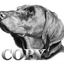Weimaraner, dog, head, pencil drawing, sketch, art, illustration, picture, clark bronson 