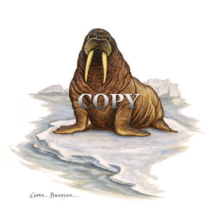 walrus, ivory tusks, watercolor, clark bronson, arctic, painting, illustration, picture