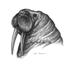 walrus head, ivory tusks, pencil drawing, illustration, art, picture, painting, clark bronson