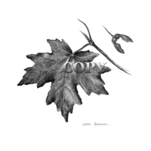 maple leaf tree, seed, illustration pencil drawing, clark bronson