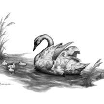 whistling swan babies, sygnets, illustration, pencil drawing, waterfowl, picture, art, sketch, clark bronson 