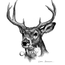 white-tail buck head, pencil drawing, antlers, clark bronson, picture, art, illustration