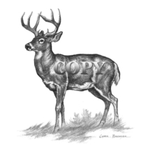 white-tailed buck standing, image, drawing, United States, Canada, clark bronson