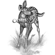 white-tailed, deer, fawn, clark bronson, wildlife, art, illustration, picture, image, pencil drawing, illustration,