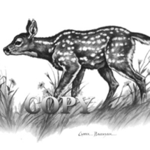 white-tailed, deer fawn, clark bronson, wildlife, art, picture, image, drawing, painting, pencil illustration, baby deer