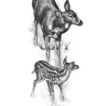 white-tailed doe and fawn, clark bronson, wildlife art, deer picture, image, drawing, pencil illustration, fawn 