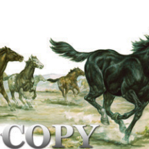 wild horses running, clark bronson, wildlife, art, picture, image, watercolor painting, illustration, stallion