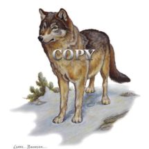 wolf, clark bronson, wildlife, art, picture, watercolor image, lobo, drawing, painting, pencil illustration