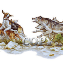 wolf pack, clark bronson, wildlife, art, illustration, picture, image, watercolor painting, wolf pack, hunting dogs, chase