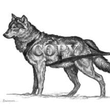 wolf in harness, husky, clark bronson, wildlife art, illustration, picture, image, drawing, pencil illustration, Alaska, Husky in Harness 