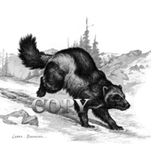 wolverine running, picture, wildlife art, illustration, image, drawing, painting, clark bronson 