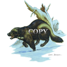 wolverine running, clark bronson, wildlife art, snow, winter, illustration, picture, image, watercolor, painting, gulo gulo, glutton, Mustelidae, ferocious 