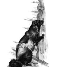wolverine, wildlife, art, illustration, picture, image, pencil drawing, painting, clark bronson, ferocious, scavenger, gulo gulo, glutton, Mustelidae