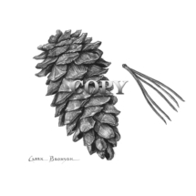 clark bronson, wildlife, art, illustration, picture, image, drawing, painting, limber pine, Tree cone, pine, tree, needles, drawing, stock, image