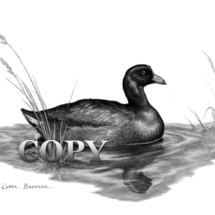 american, coot ,pencil drawing, swimming