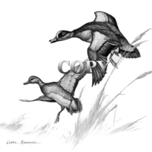 baldpate, waterfowl duck, clark bronson, illustration,