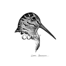 american, woodcock, game bird,pencil drawing, drawing