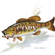 Bass small-mouth, black bass, rivers, lakes, sunfish family, fresh water fish, game fish, anglers, watercolor, painting, picture, art, illustration, clark bronson