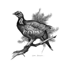 blue grouse, pine limb, land bird, woodlands, summer, mountain thickets in winter, pencil sketch, art, drawing, illustration, clark bronson