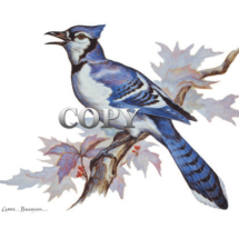 Blue Jay, passerine bird, central and eastern United States, blue rest, black wings, watercolor, painting, picture, art, illustration. clark bronson
