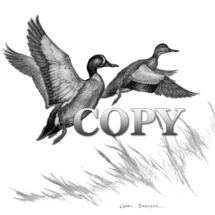 bue-winged teal, drake, hen, waterfowl, duck, flying, black-and-white, drawing, picture, art, clark bronson