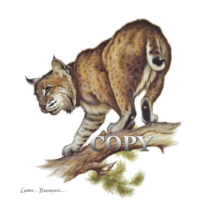Bobcat on tree limb, wildcat, lynx rufus, watercolor, painting, picture, clark bronson, art, illustration