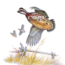 bobwhite, quail, flying, two others 