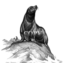 california sea lion, on rock, 