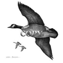 canada goose, geese, flying, black-and-white, pencil, art, sketch, drawing, picture, painting, clark bronson